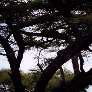 Leopard hanging out after a big meal