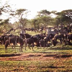 Wildebeest following the Zebra