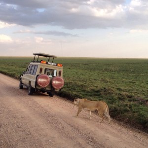 Lioness strolling casually down the road
