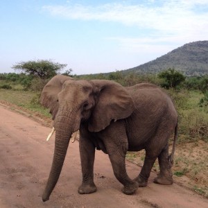 Staring contest with an elephant