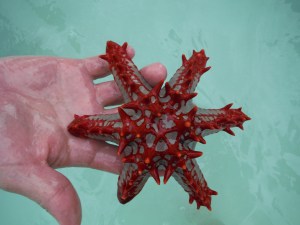 Star fish