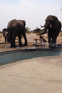 Dominant Elephant hogging the last of the pool water