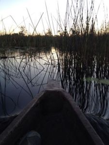 Gliding through the reeds