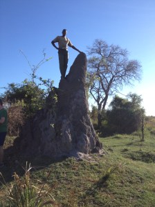 Huge, rock hard termite mound.