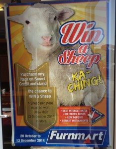 Win a free sheep!