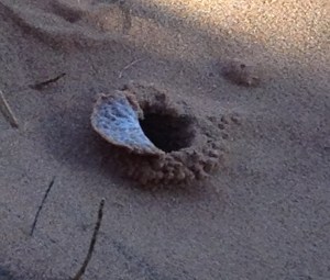 The Trap Door Spider's secret layer.  Muhahaha!