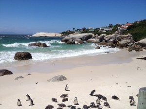Adorable penguins at Boulder Beach