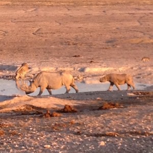 Mama Rhino and Baby Rhino