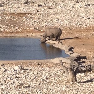 Rhinos at the watering hole