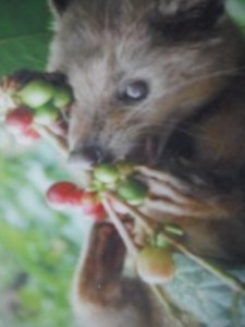 A Luwak eating some coffee beans.