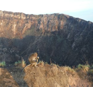 A monkey enjoying a banana he selected from a tourists boxed breakfast.